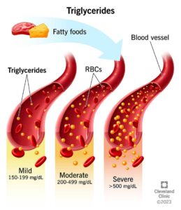 11117 triglycerides illustration