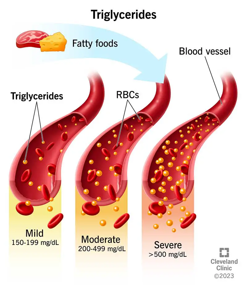 11117 triglycerides illustration