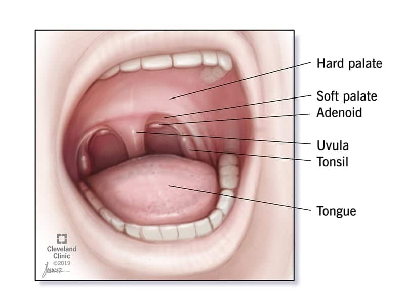 15447 adenoidectomy adenoid removal