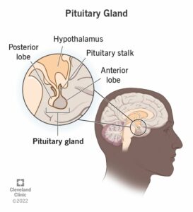21459 pituitary gland