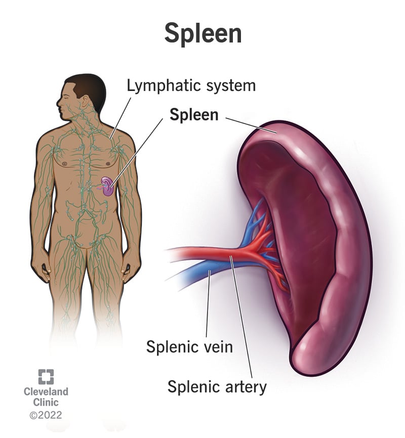 21567 spleen