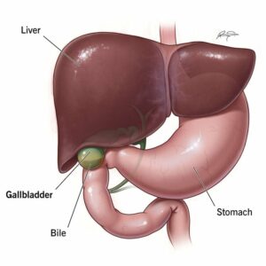 21690 gallbladder