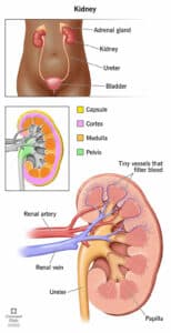 21824 kidney