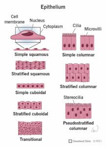 22062 epithelium illustration