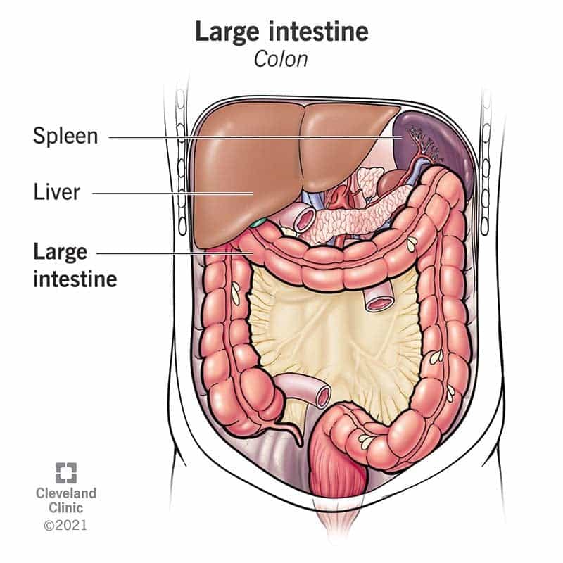22134 large intestine illustration