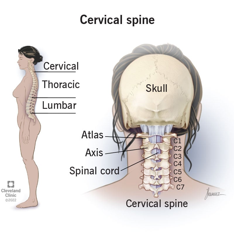 22278 cervical spine