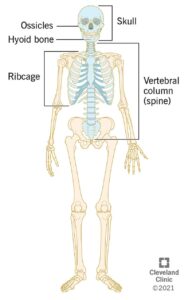 22344 axial skeleton