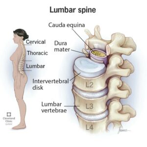 22396 lumbar spine