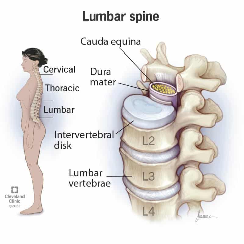 22396 lumbar spine