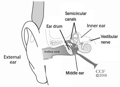 Kõrva anatoomia