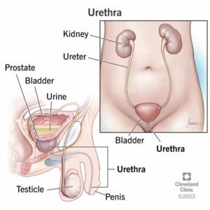 23002 urethra