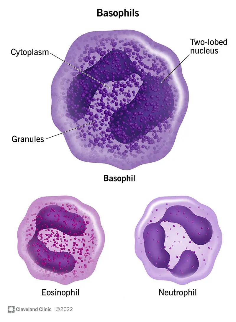 Basofiilraku mikroskoopiline diagramm võrreldes teiste valgete vereliblede, neutrofiilide ja eosinofiilidega.