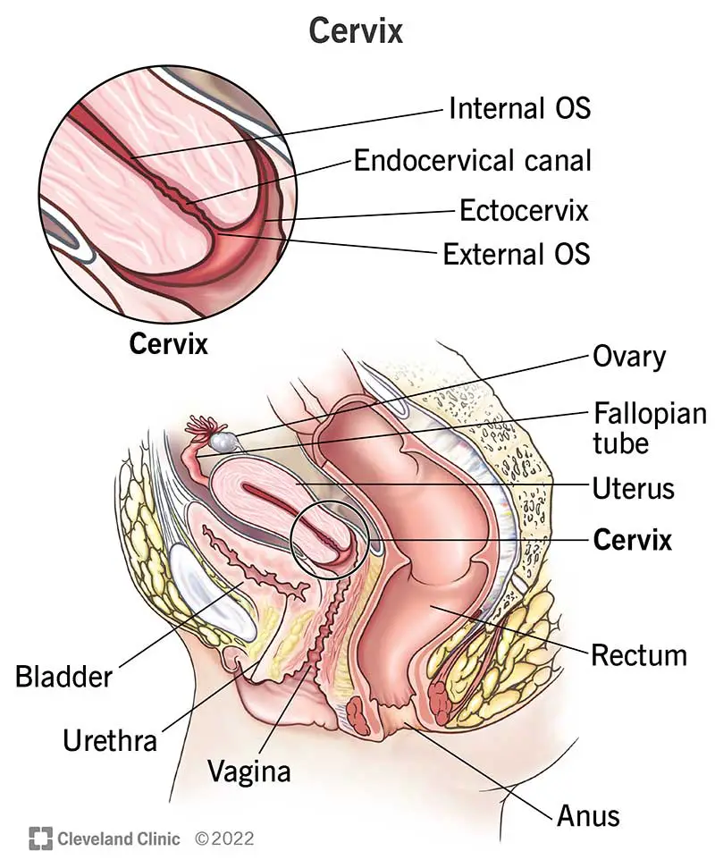 Emakakael Anatoomia Funktsioon Muutused Ja Seisundid SFOMC   23279 Cervix 