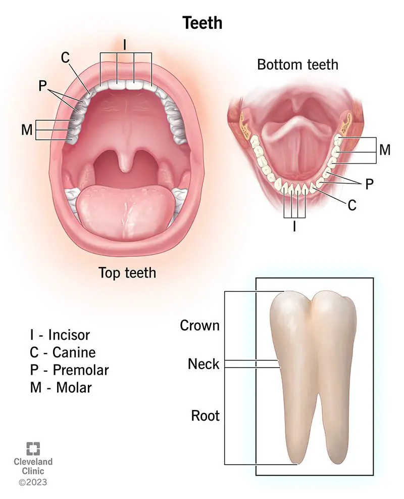 24655 teeth