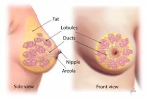 8325 breast anatomy.ashx