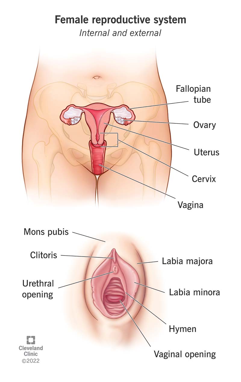 Naiste reproduktiivsüsteemi sisemise ja välise anatoomia märgistatud diagramm.