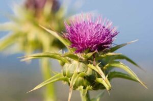 Milk Thistle 471073841 770x533 1 650x428