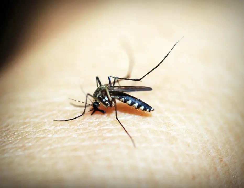 mosquitoe 1548947 960 720