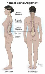 10040 spine structure and function