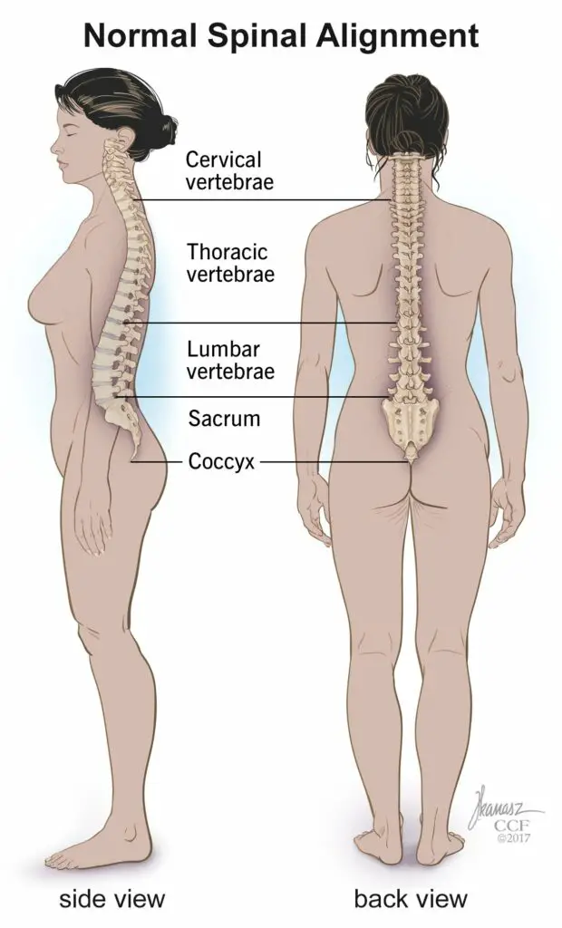 10040 spine structure and function