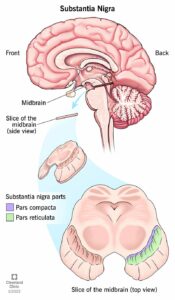 1697784450 289 23010 substantia nigra