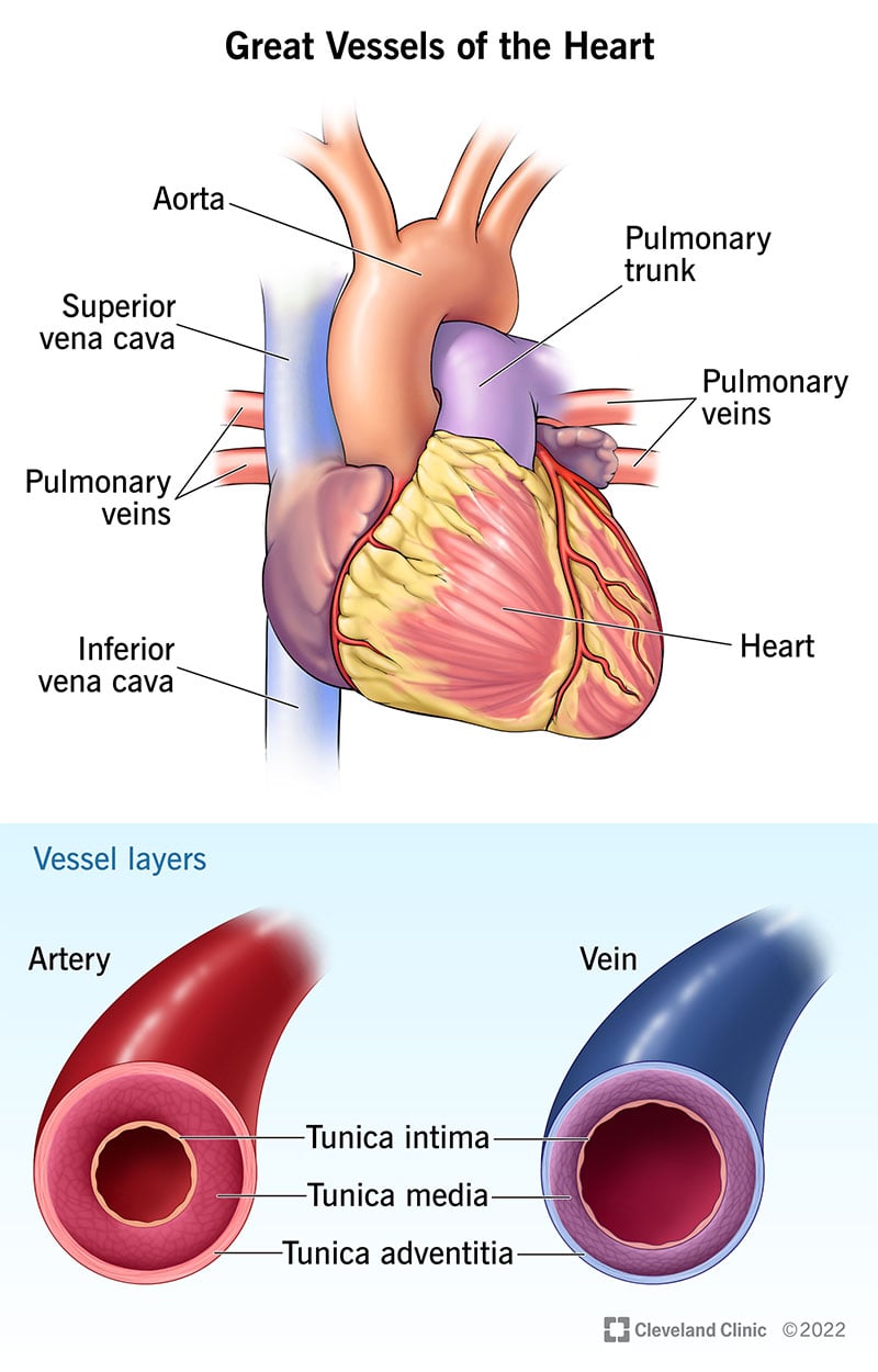 Illustratsioon, mis näitab peamisi veresooni, mis kannavad verd teie südamesse ja sealt välja, ning kihte, mis neid veresooni moodustavad.