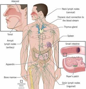 21196 immune system