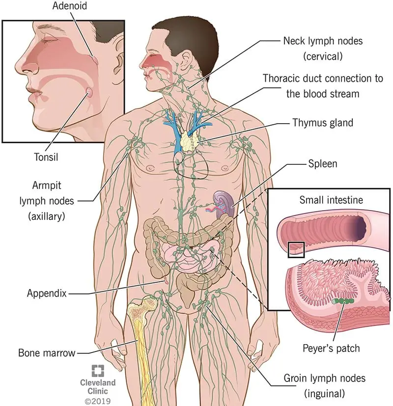 21196 immune system