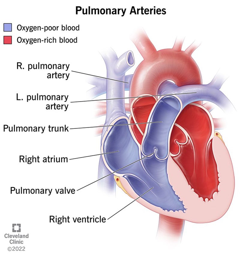 Illustratsioon, mis näitab teie kopsuarterite anatoomiat, mis kannavad hapnikuvaest verd teie südamest kopsudesse.