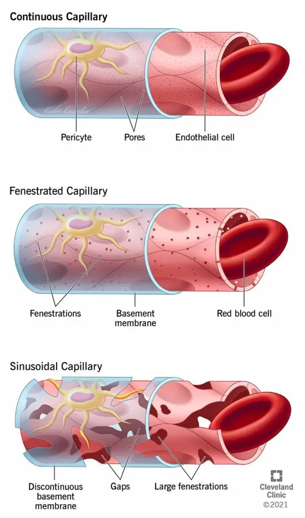 21788 continuous capillary illustration