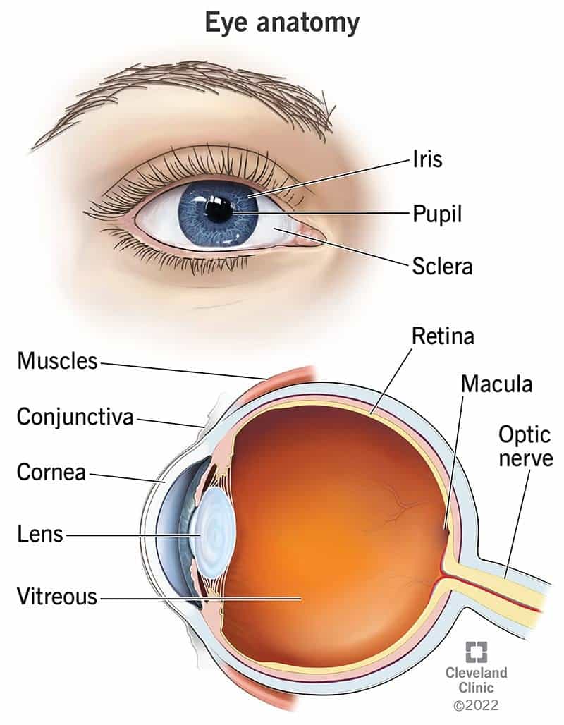 21823 Eye Anatomy 
