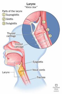 21872 larynx