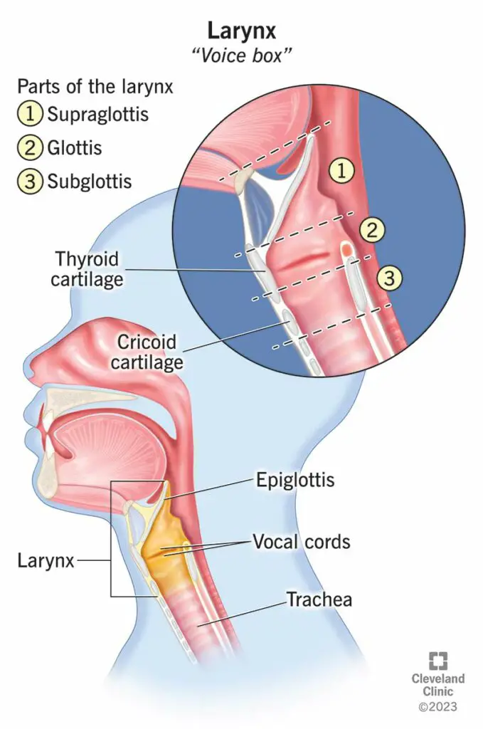 21872 larynx