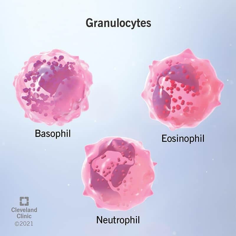 22016 granulocytes