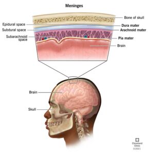 22266 meninges