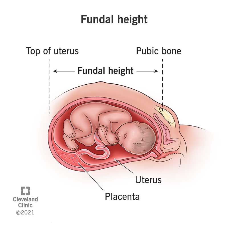 22294 fundal height