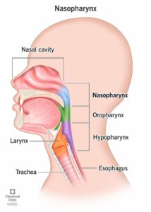 22376 nasopharynx