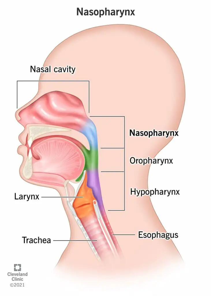 22376 nasopharynx