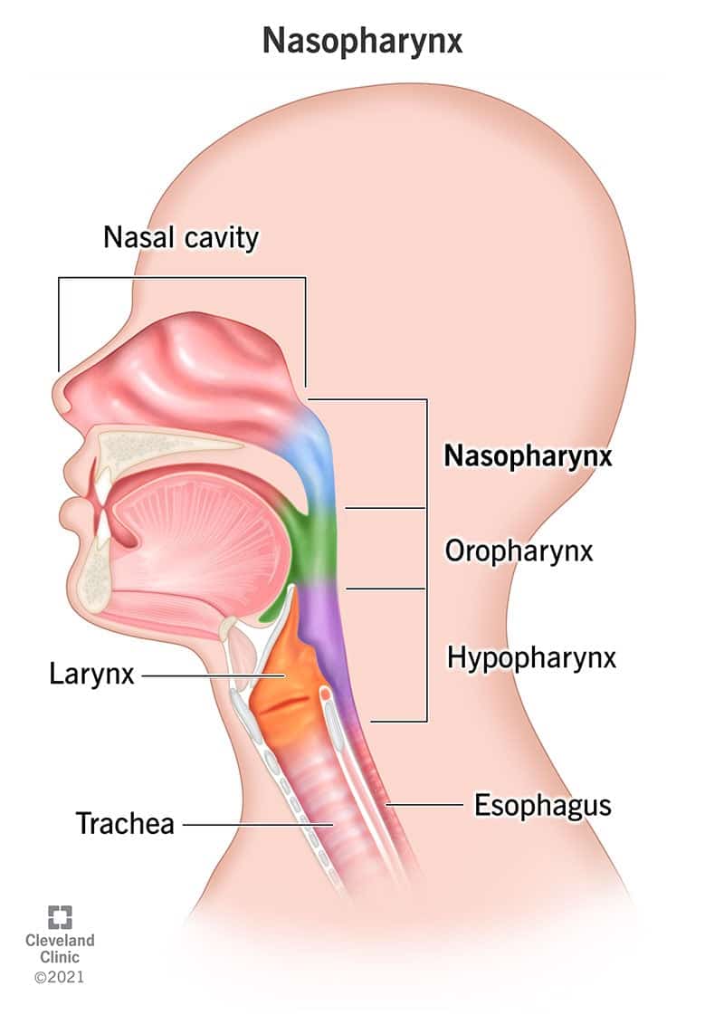 Diagramm, mis näitab ninaneelu asukohta.