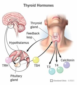 22391 thyroid hormone