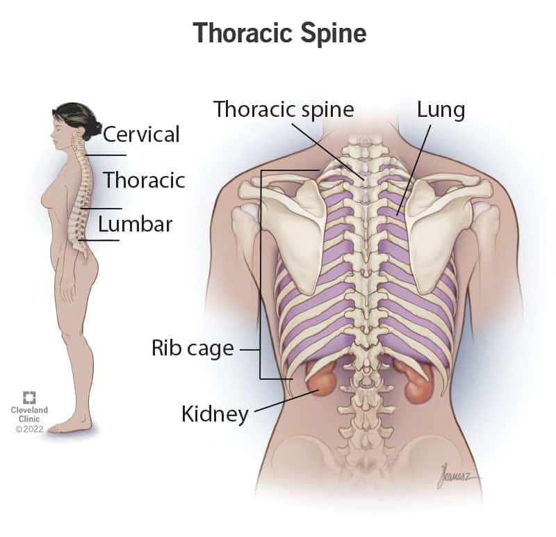 22460 thoracic spine