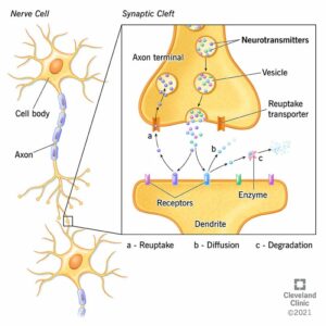 22513 neurotransmitters