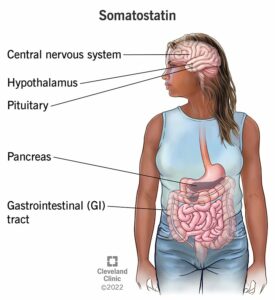 22856 somatoastatin