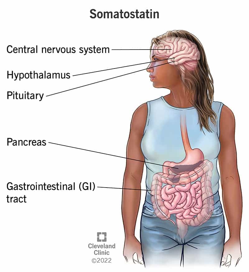 22856 somatoastatin