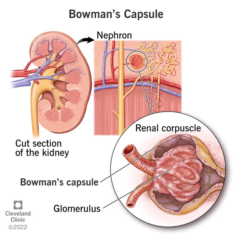 Bowmani kapsel katab glomeruli sisaldavat neerukeha neeru nefroniosas.
