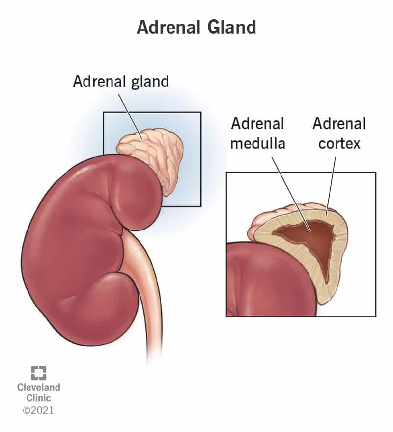 23005 adrenal gland