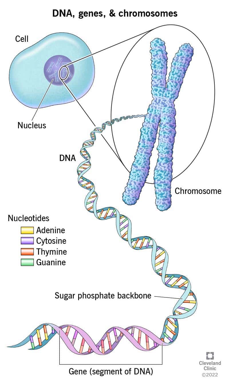 Deoksüribonukleiinhape (DNA) on teie keha igas rakus.  DNA näeb välja nagu keerdtrepp (topeltspiraal).  Trepi astmed on DNA aluspaarid, mis koosnevad adeniinist, tsütosiinist, tümiinist ja guaniinist.  Keerdtrepi siinid on suhkru- ja fosfaadimolekulid.  DNA moodustab meie niidilaadsed kromosoomid, mida leidub raku tuumas.  Geenid on DNA tükid, mis moodustavad ainulaadselt selle, kes te olete.