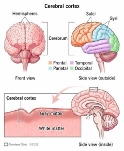 23073 cerebral cortex