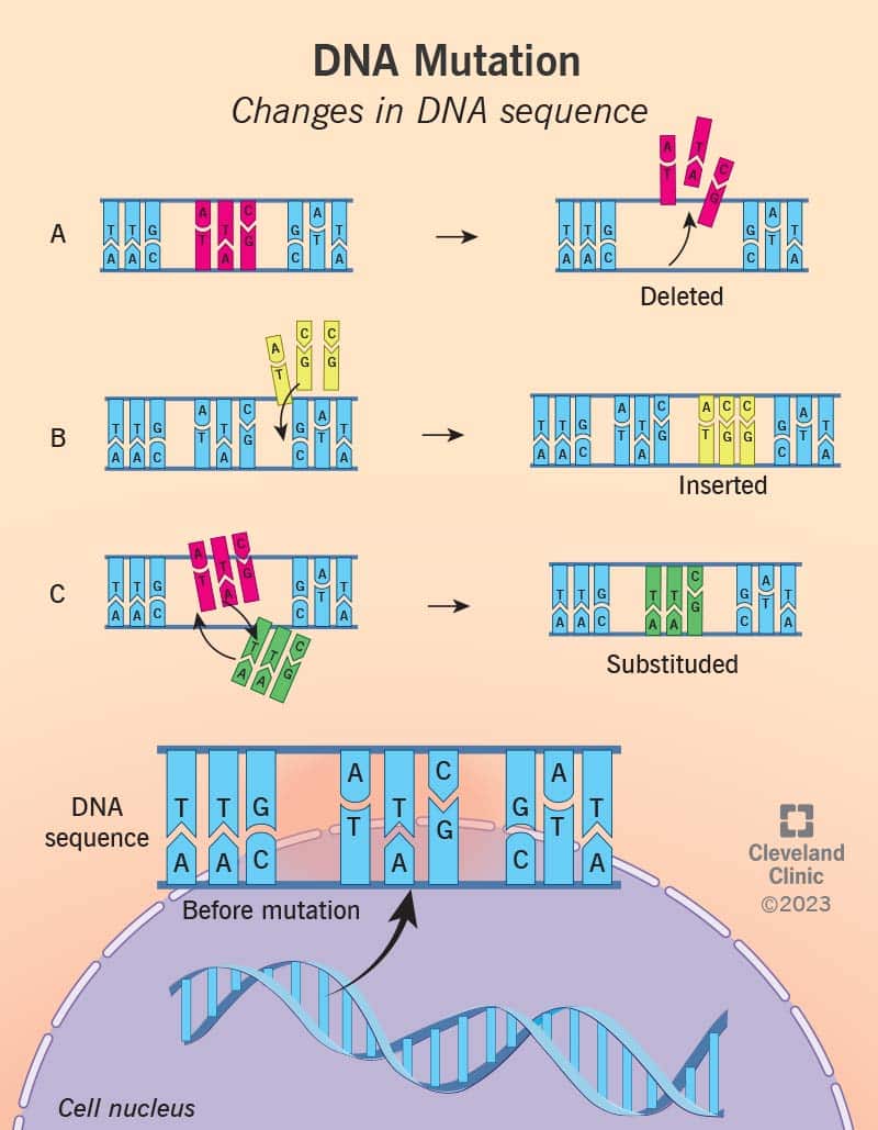 DNA järjestus enne geneetilist mutatsiooni ja sama DNA kolm variatsiooni koos mutatsioonidega.