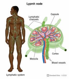 23131 lymph nodes